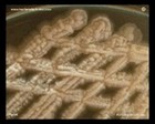 Mycobacterium growth on agar.jpg